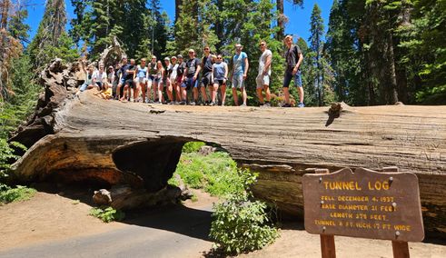 Boomstam Sequoia National Park